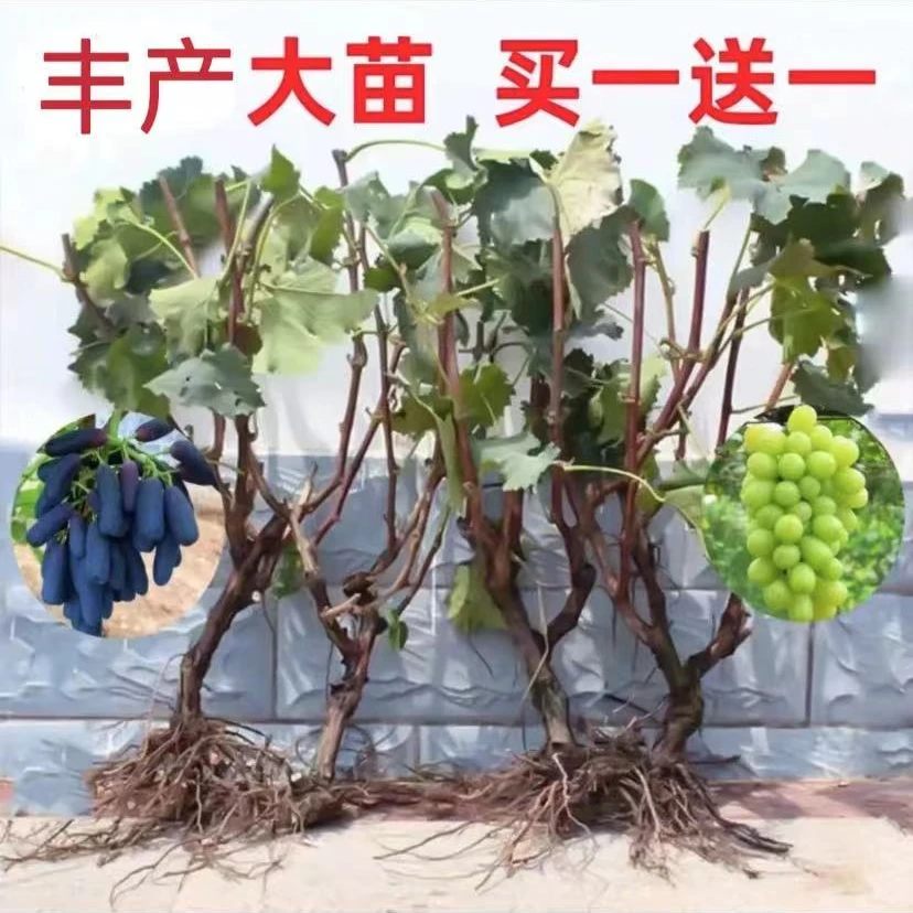 【买一送一】葡萄壮年大苗蓝宝石阳光玫瑰巨峰葡萄基地直发丰产