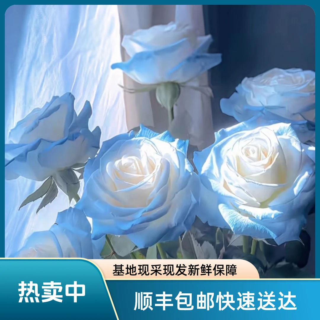 【次日达】碎冰蓝玫瑰生活鲜花家居鲜花次日达今天下单明天就到顺丰送货上门两单送随机花材基地直发现采现发