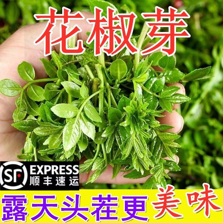 顺丰包邮新鲜花椒芽当季新鲜采摘花椒叶食用陕西野菜下饭花椒嫩芽