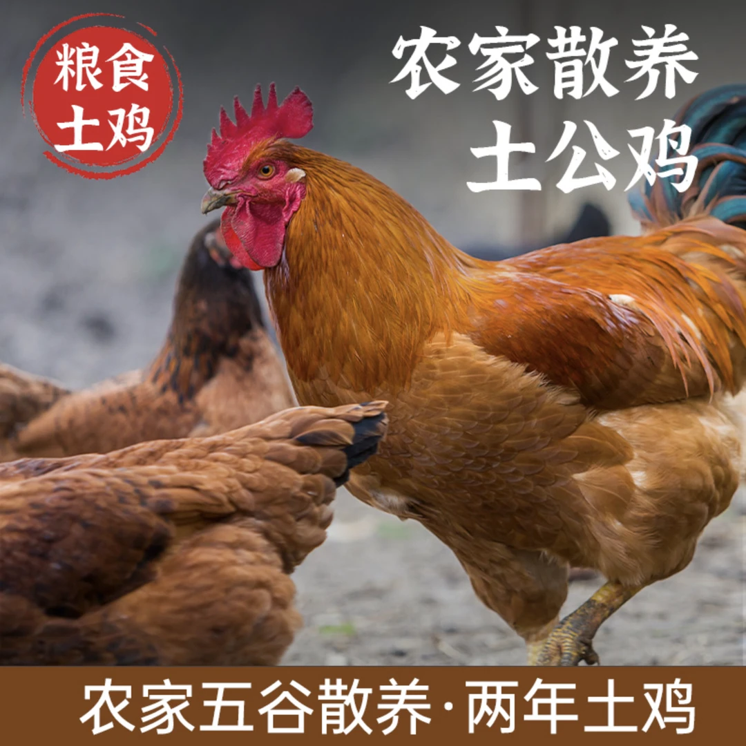 大公鸡   重庆老乡自己养的