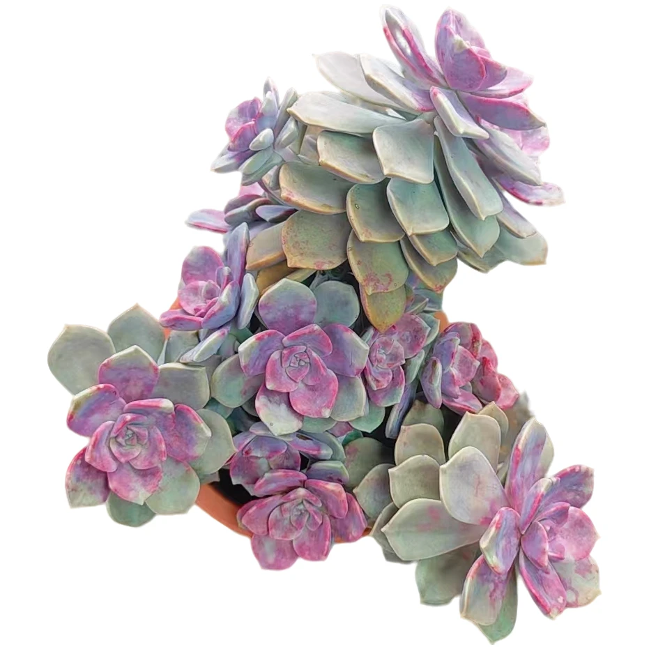 鹅肝紫乐    多肉植物