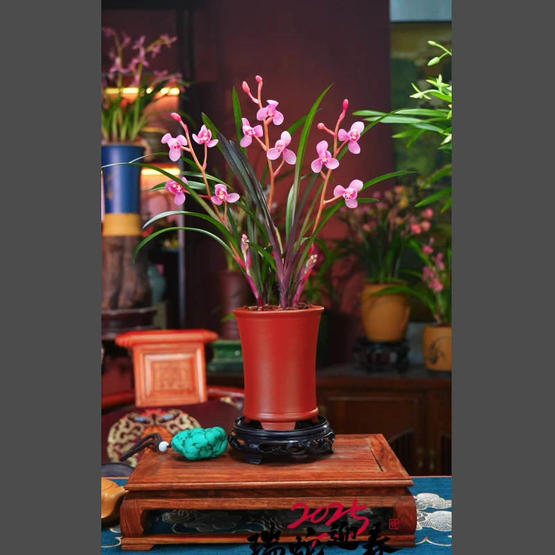 建兰 兰花[红草红荷 带花苞]配红泥紫砂花盆种好室内客厅盆景好养