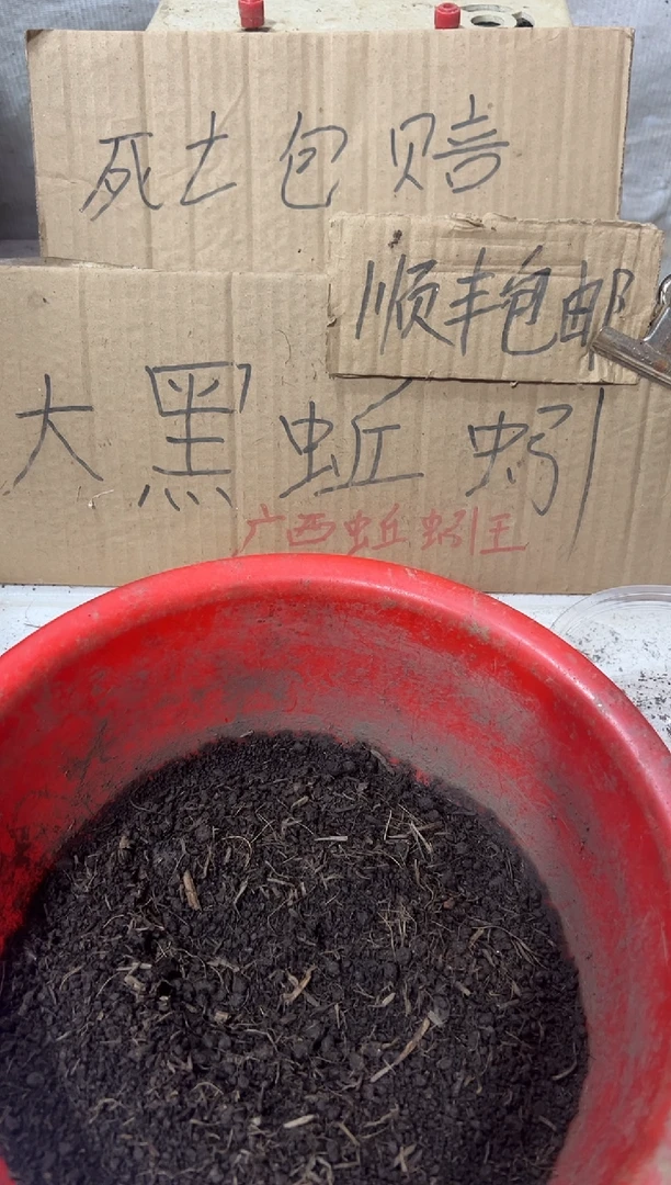 广西广地龙黑蚯蚓一斤