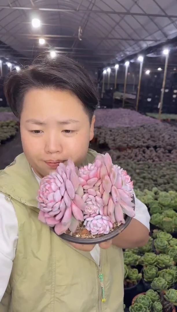 星星橙多头群带盆土9.99