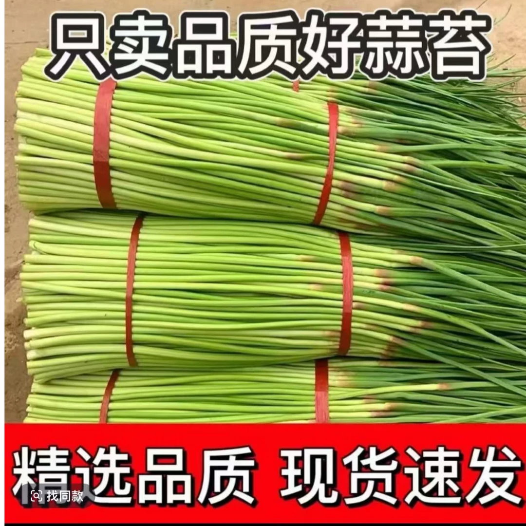 新鲜现拔蒜苔鲜嫩翠绿当季美味蔬菜