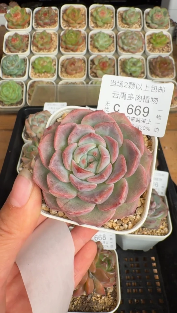 669带盆土发(6.5cm杯）一物一拍 珍妮多肉