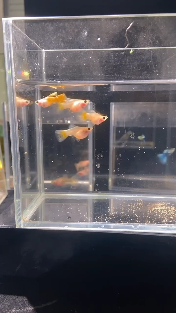 孔雀鱼玻璃猫俩对1