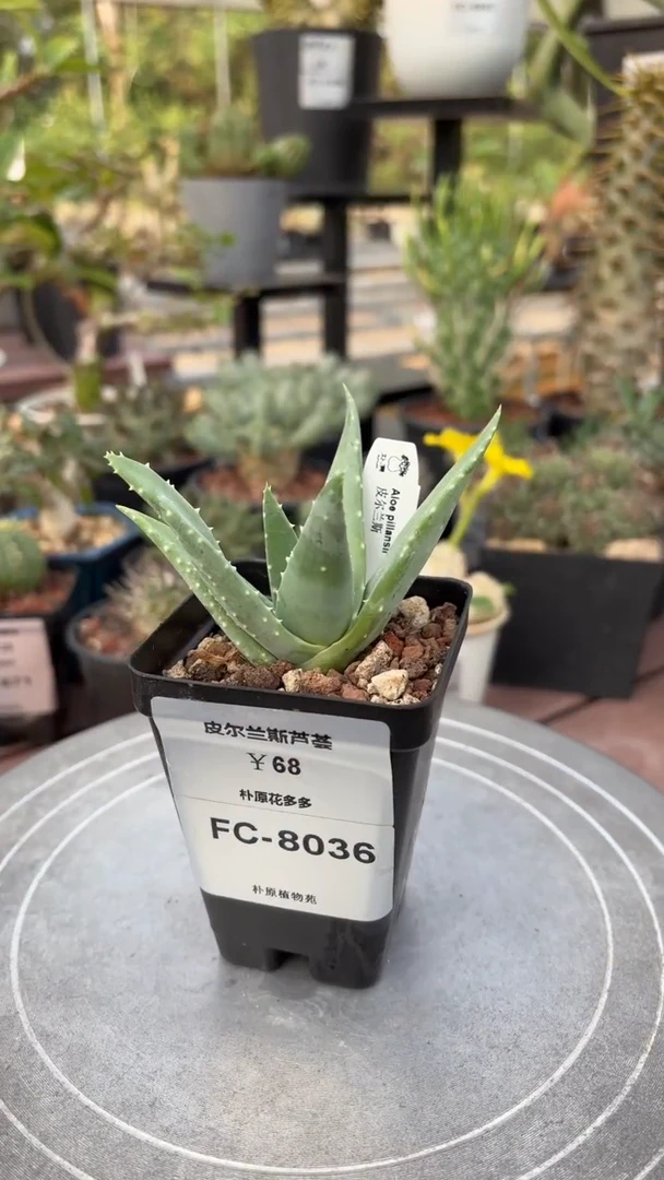 皮尔兰斯芦荟FC-8036