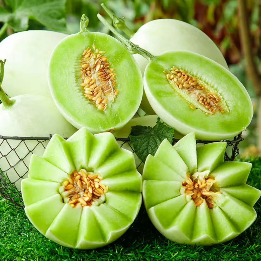 【软糯香甜】沙地种植冰淇淋玉菇甜瓜香甜美味新鲜采摘当季