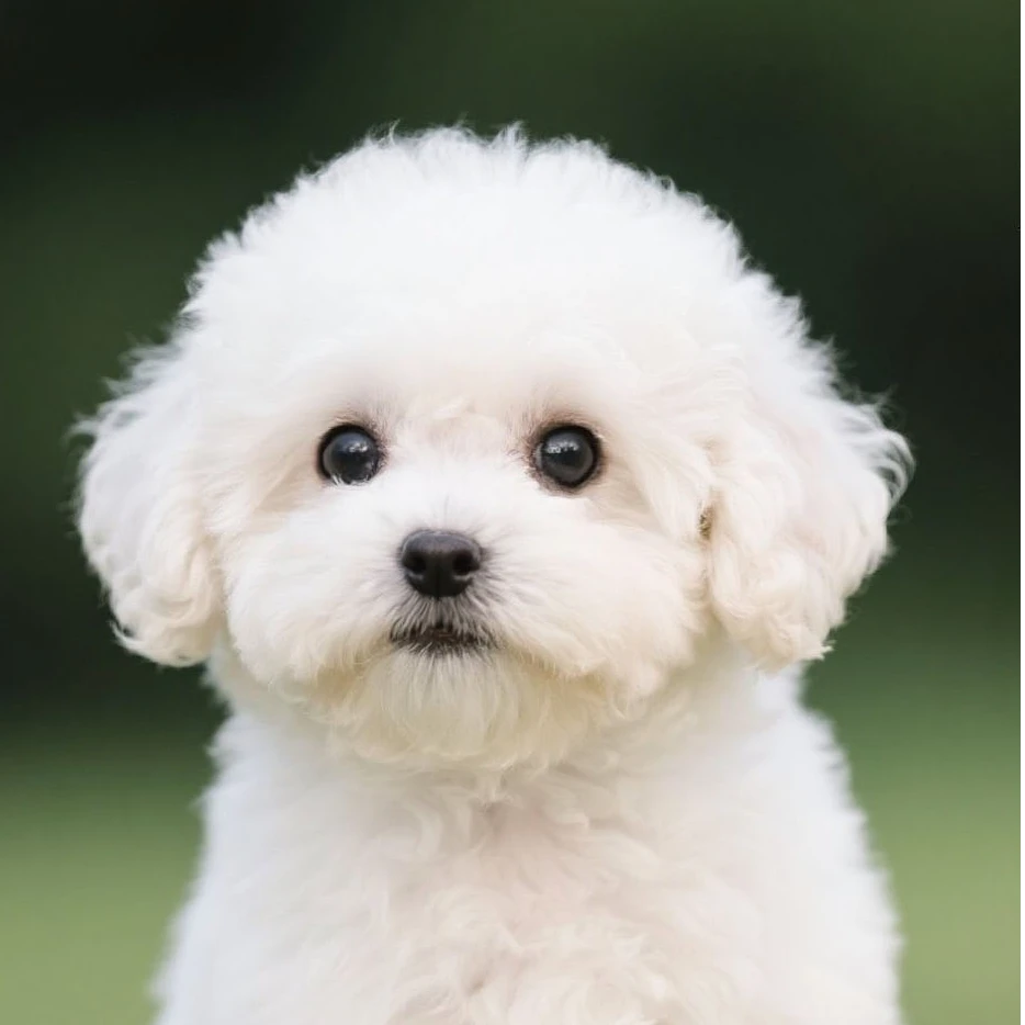 恩宠有家狗狗宠物链接