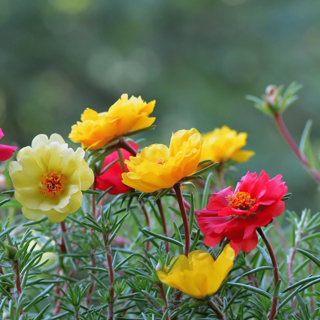 [重瓣太阳花]枝条盆栽混色约四十色