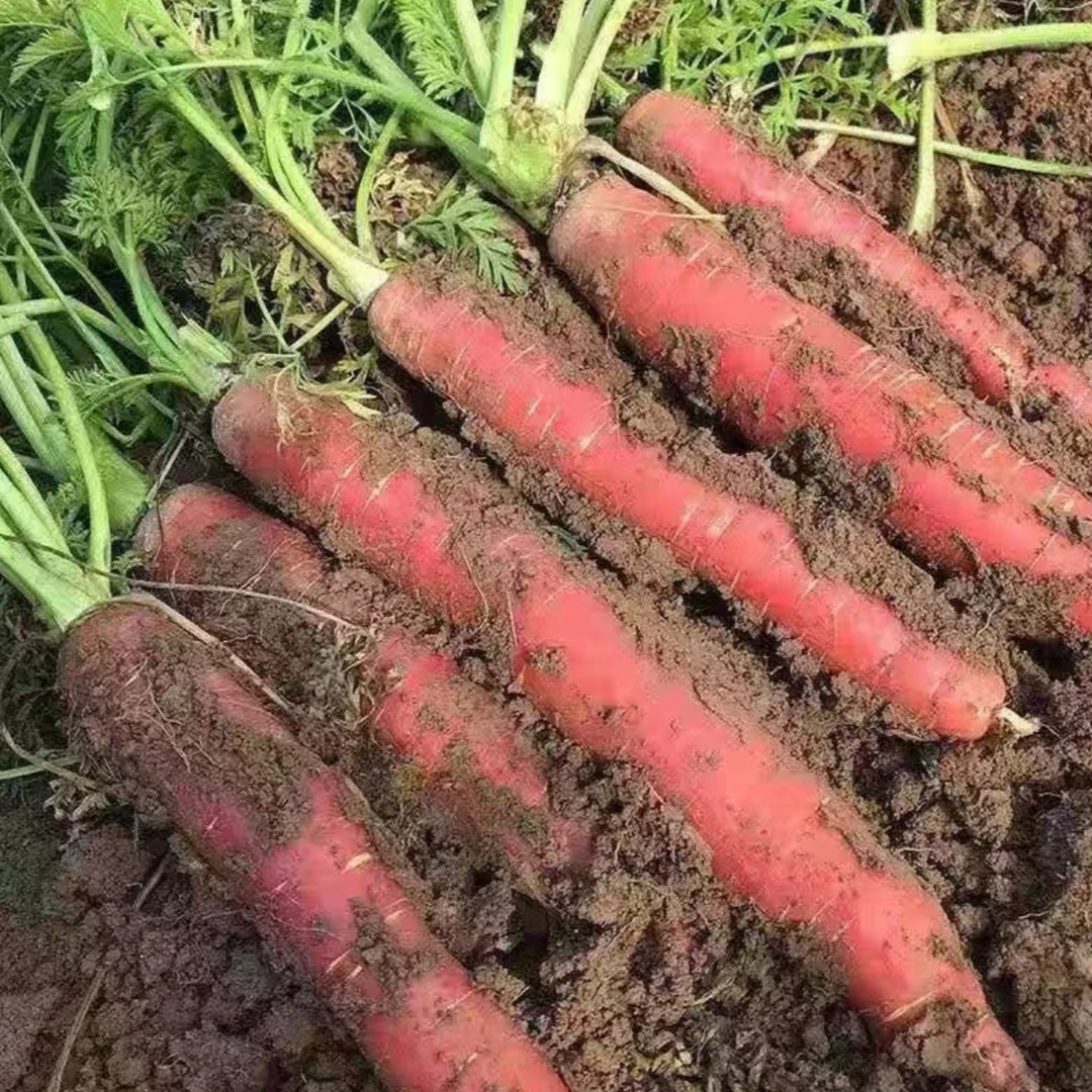 新果上市透心红水果萝卜陕西沙地萝卜现挖先发3/5/9斤坏果包赔