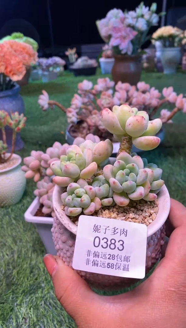 0383aa（满28包邮发货）