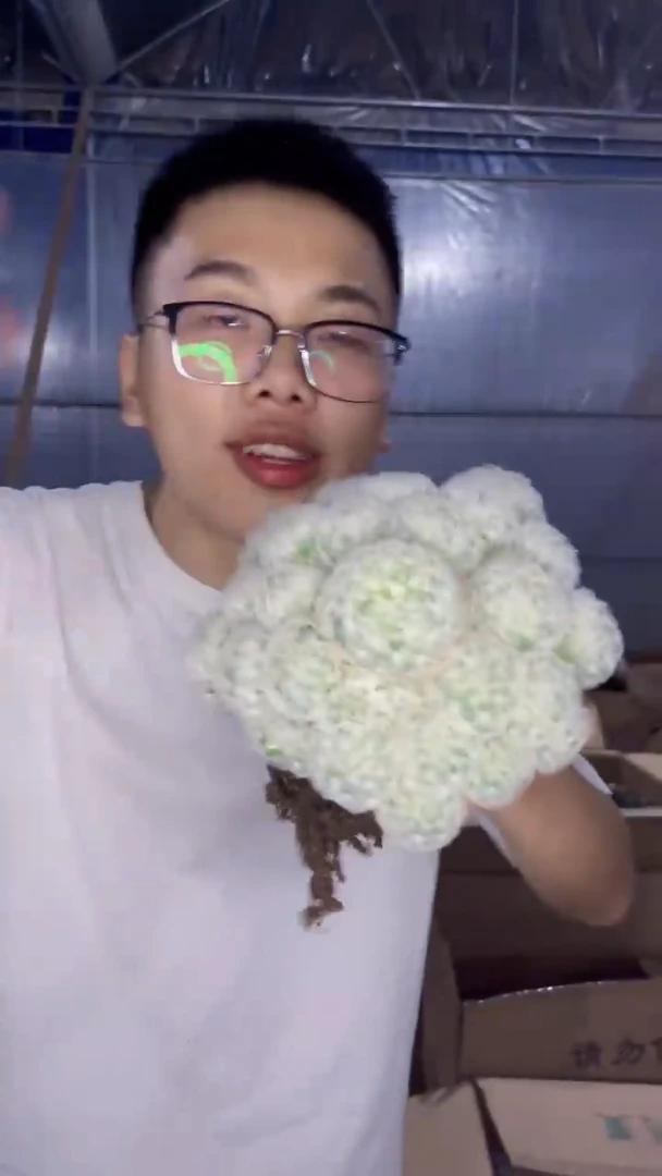 白星 群生【实生根】