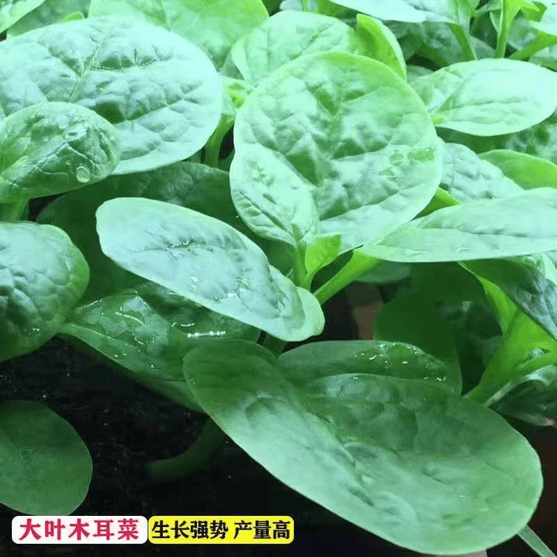 【满5包送1包】大叶【木耳菜】种子四季种植速生豆腐菜春夏秋阳台