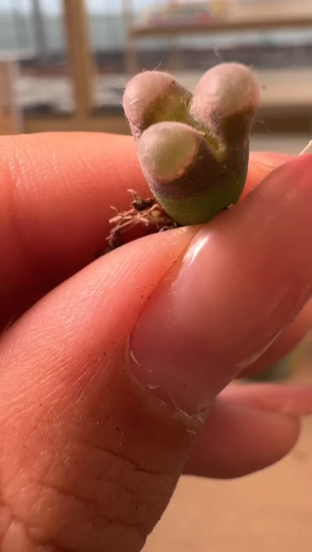 27-138多肉植物肉锥