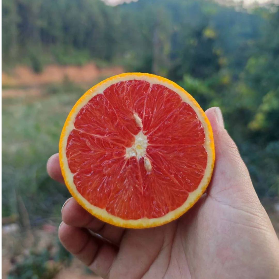 赣南脐橙血橙带箱20斤中大果鲜果发货