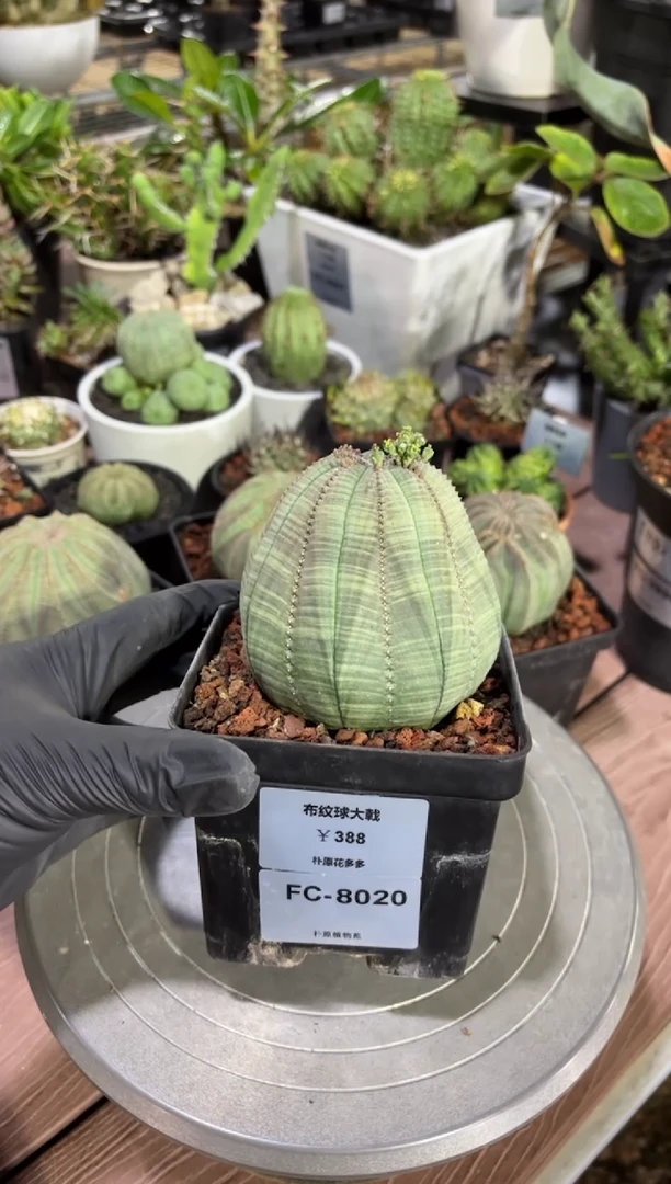 布纹球大戟FC-8020