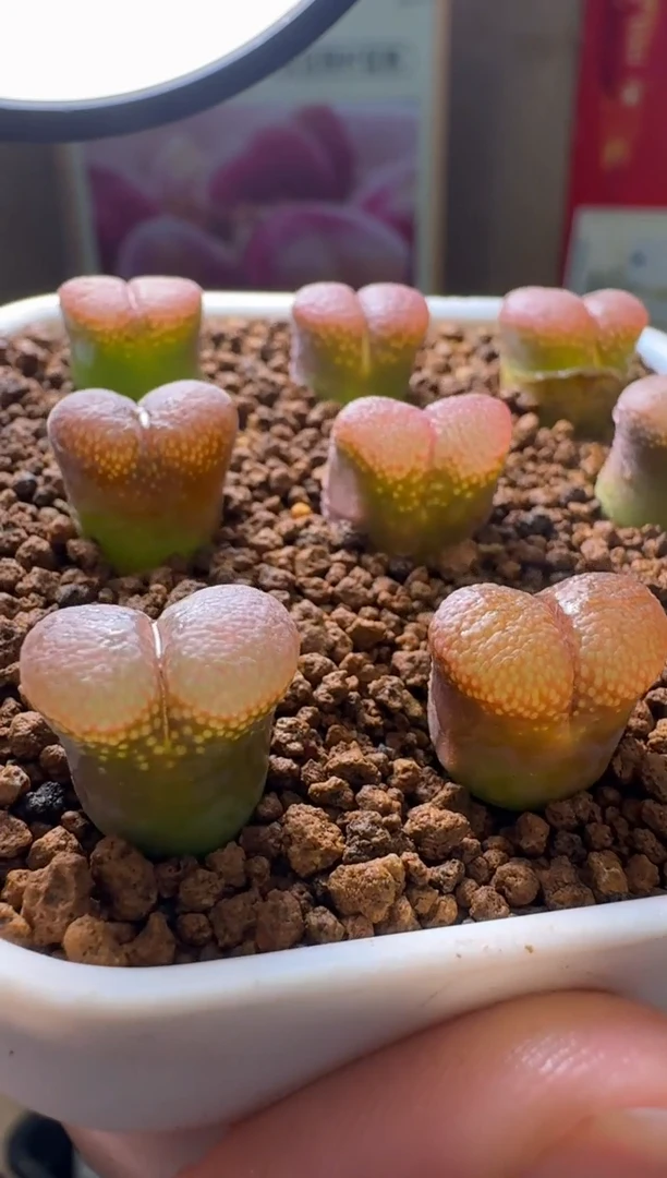 疯狂的多肉石头231韩国粉风铃一颗