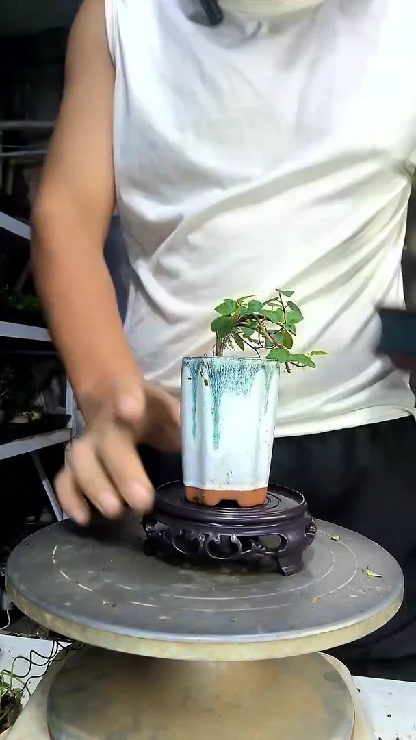 ?***包中青园艺一物一拍298