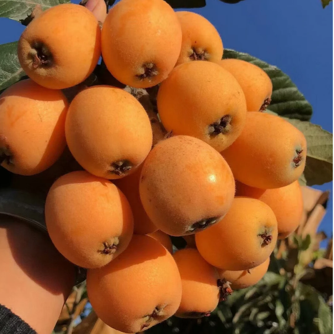 【顺丰包邮】七彩云南大五星枇杷2.5斤