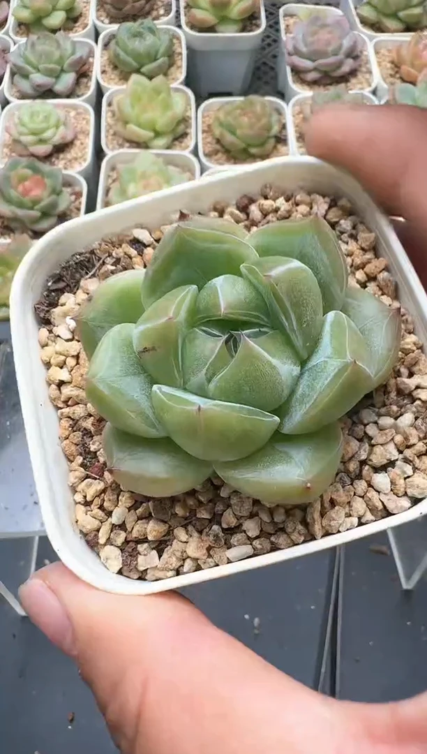360D云禹多肉植物 带盆土纸巾打包 3颗包邮