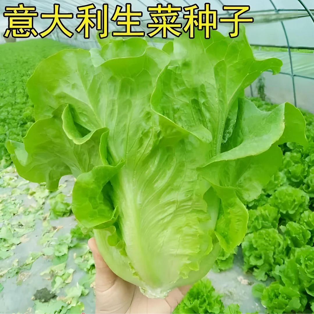 【意大利生菜种子】清脆香爽口生吃蔬菜四季播种盆栽农家种籽