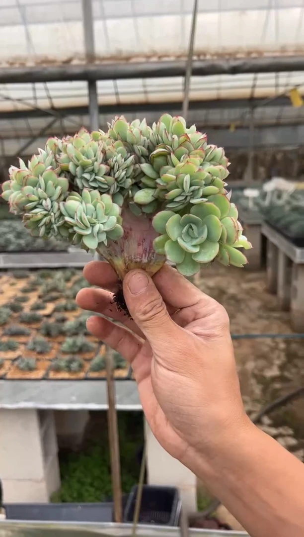 牡丹亭小树缀化