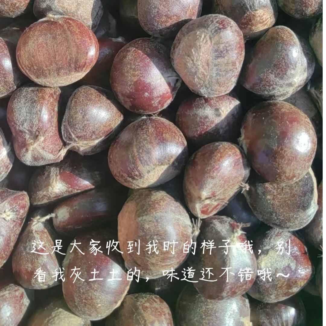 小蘑菇家 优选迁西老树板栗（特选）3.0斤 约45粒 /斤 顺丰包邮