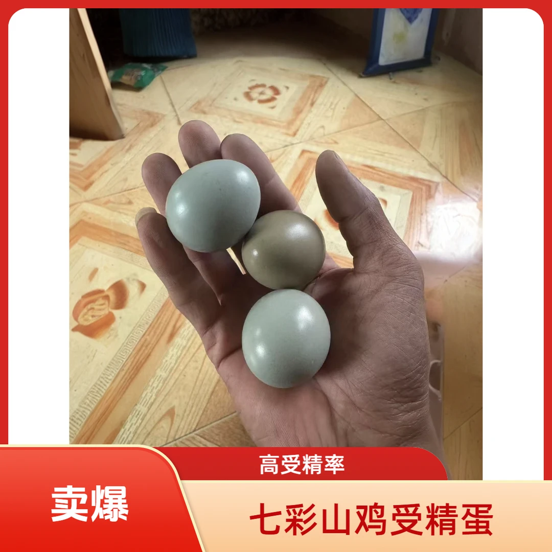 新鲜正宗七彩山鸡受精蛋 农家散养营养健康适合宝宝辅食