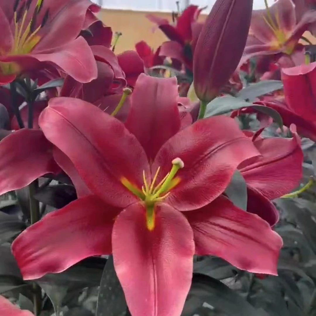 z四季可种1个【持续的爱】22/24百合花球庭院阳台花球