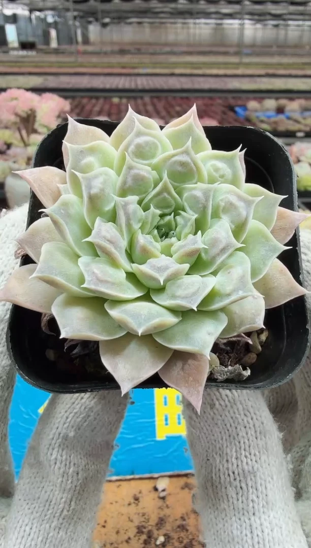 东云多肉园二店-477