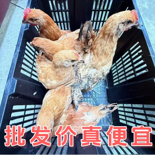 【8只】活体红瑶土鸡宠物鸡约1斤左右散养发货包邮包路损