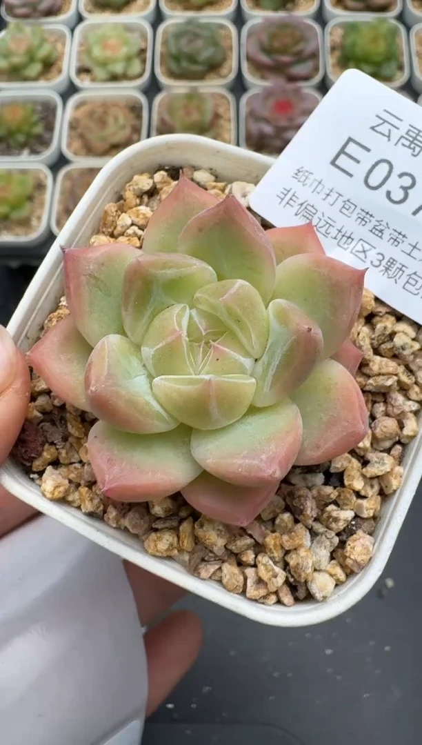 374E云禹多肉植物 带盆土纸巾打包 3颗包邮