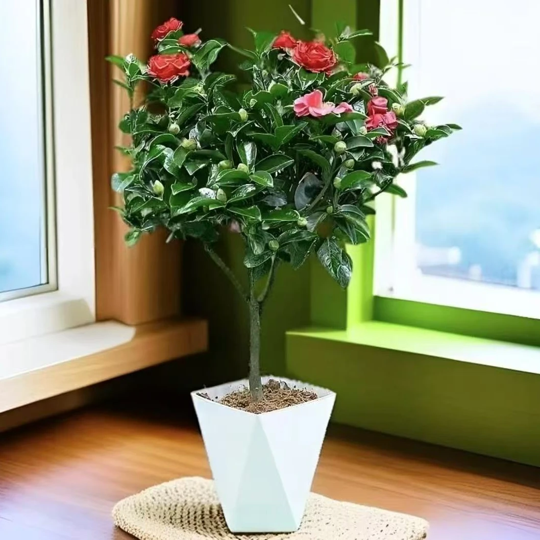 茶花带花苞带盆盆栽冬季春节开花室内耐寒年宵花好养花卉