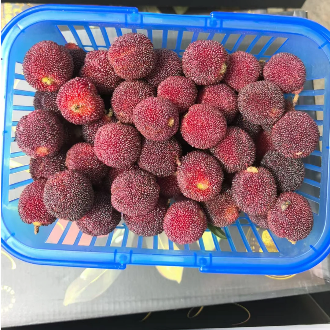 正宗仙居东魁杨梅20g以下1小时送达1篮新鲜杨梅