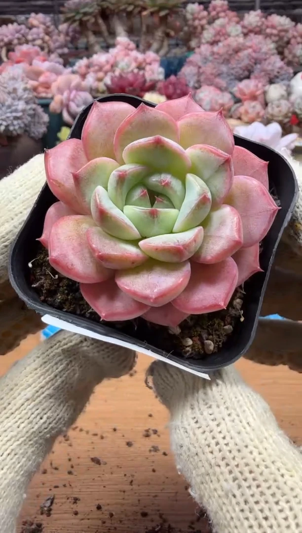 东云多肉园三店-158