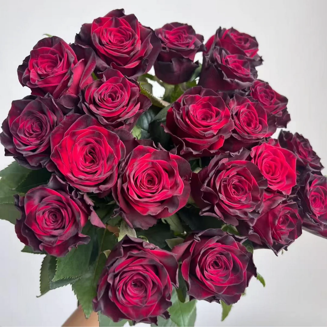 【母亲节限定】黑巴克单头玫瑰 两单以上包邮