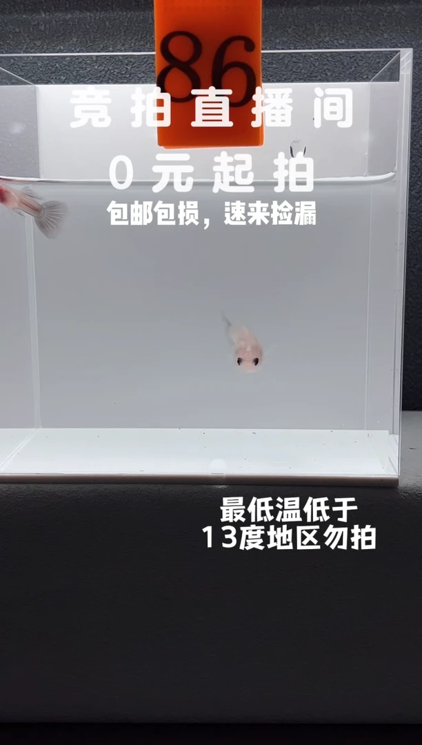 孔雀鱼超透带胎种鱼一对编号86