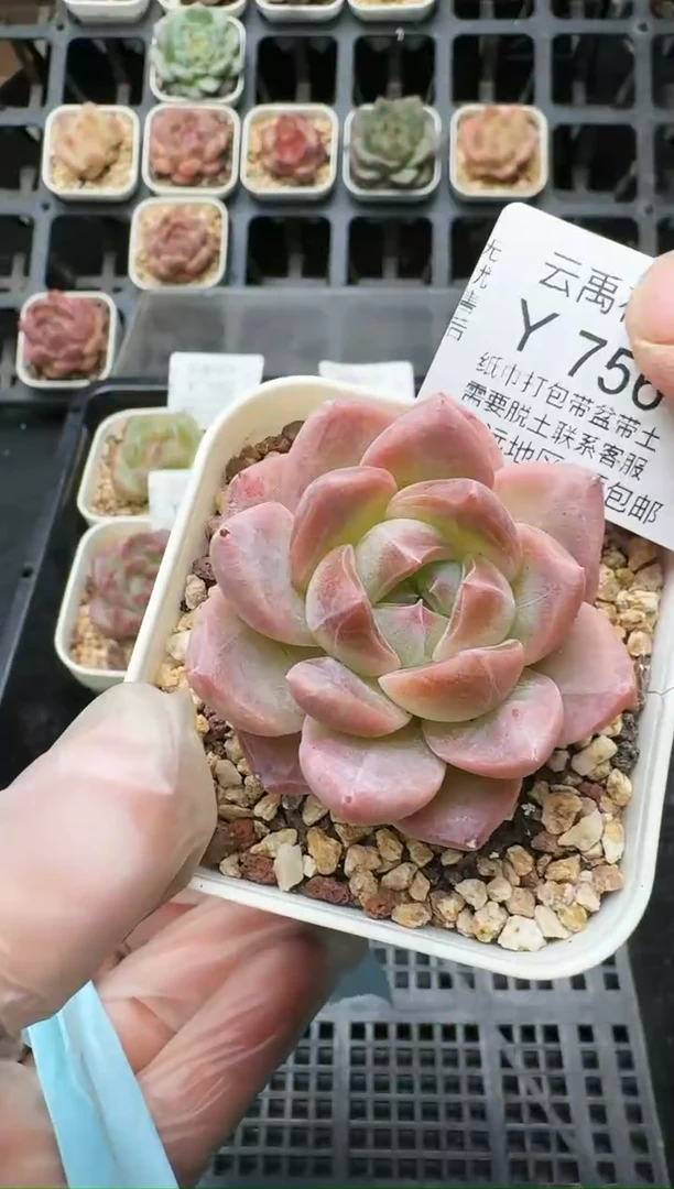 756Y (6.5cm杯）一物一拍 当场直播满3颗包邮