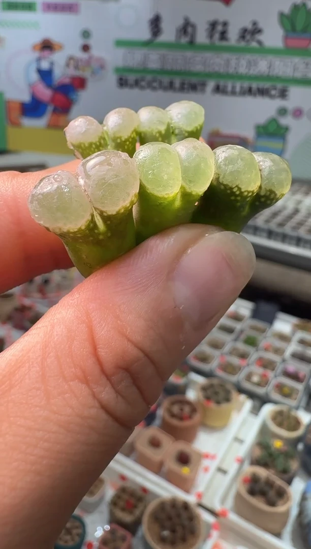 218多肉植物肉锥蜜桃气泡一颗