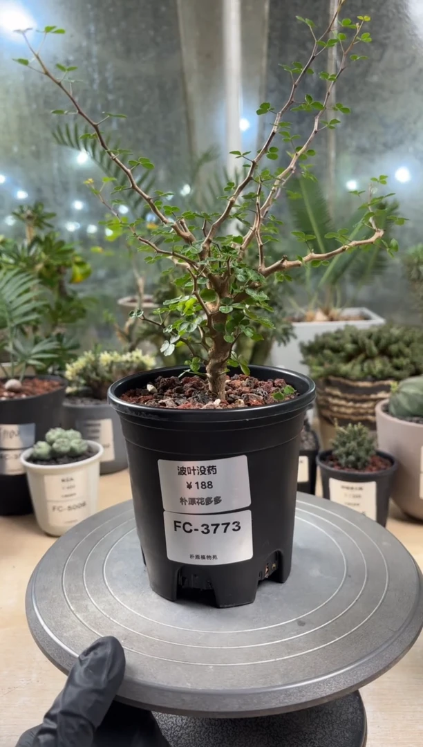 t**e波叶没药FC-3773