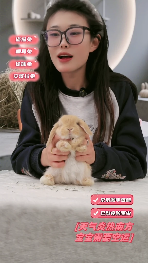 垂耳兔宠物兔垂耳兔