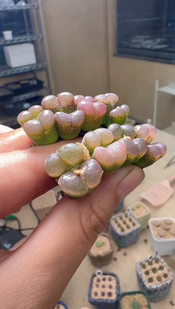 7.4-16多肉植物一颗双头母本微瑕疵