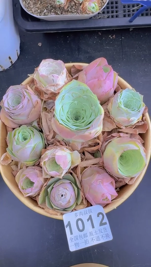 山地玫瑰花篮--1012