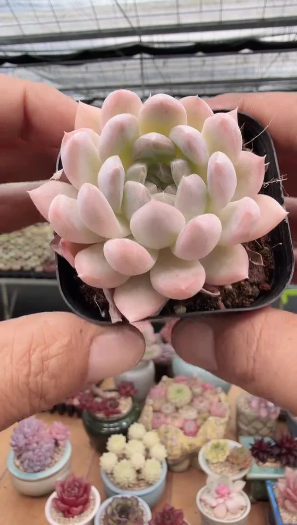 东云多肉园新款-182