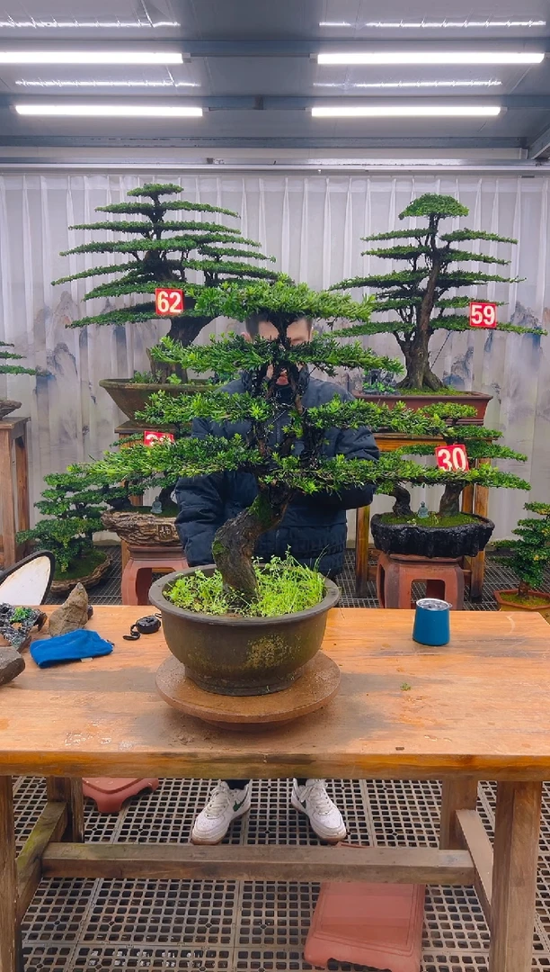 无花朵精品盆景直播间一物一拍