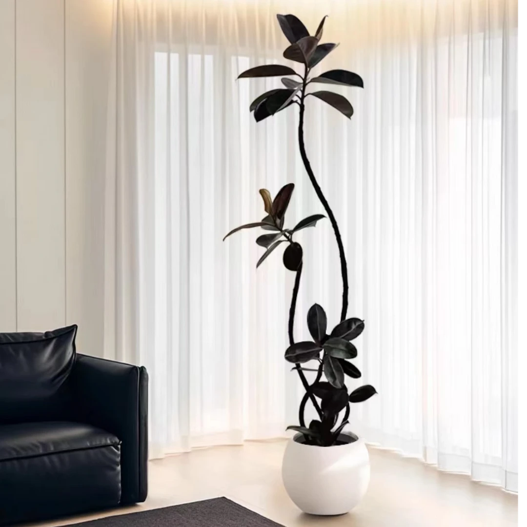 造型黑金刚橡皮树盆栽室内客厅大型植物办公室网红绿植四季好养活
