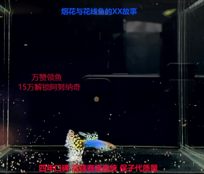 孔雀鱼新加蓝黄马微破赛级种鱼体验1对