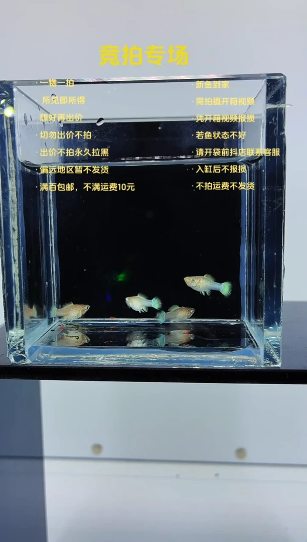 孔雀鱼四条玛丽苗子-52